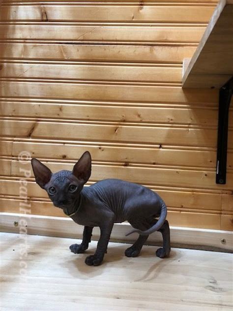 sphynx kittens for sale seattle|pearl hearts sphynx.